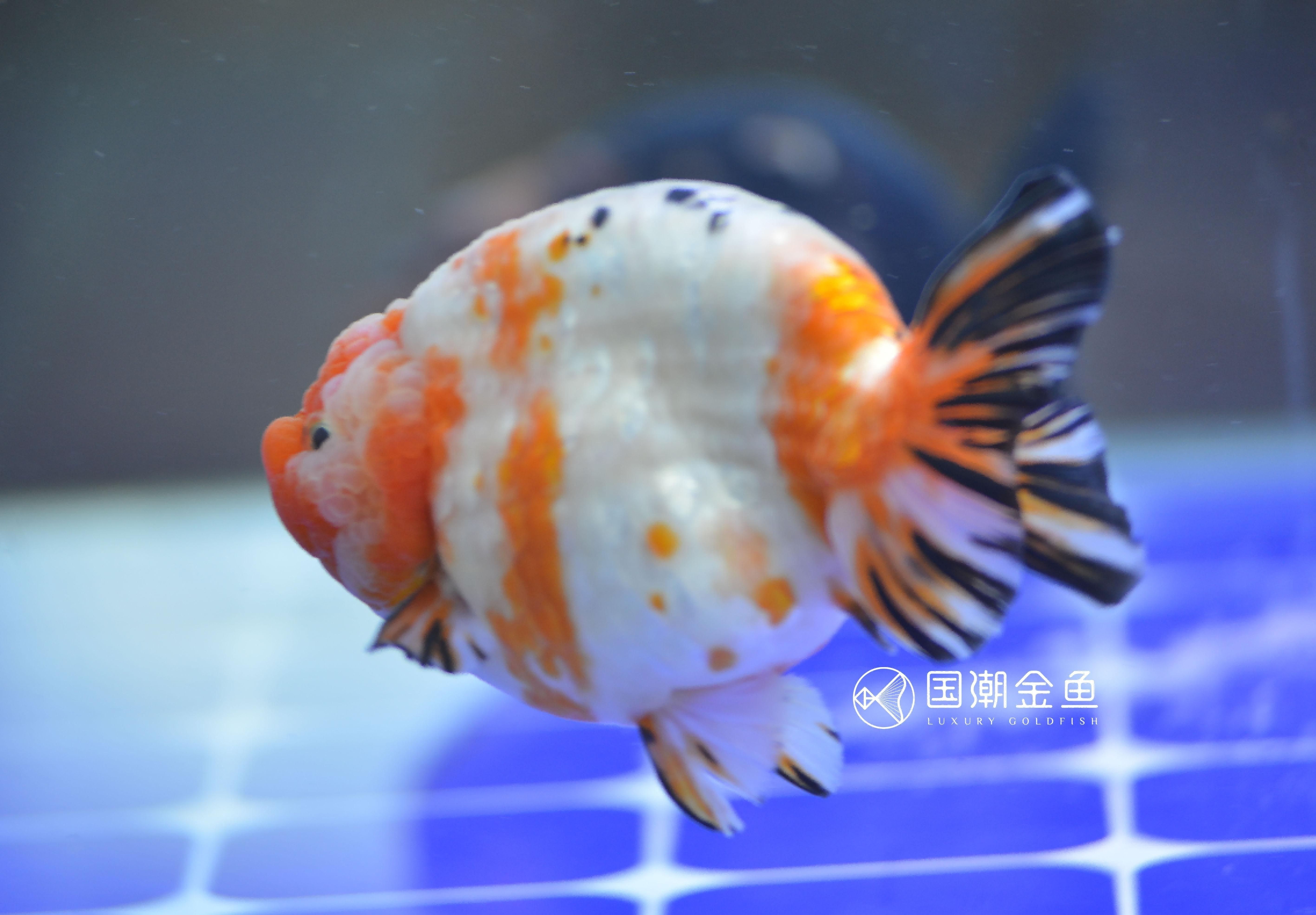 90魚缸養金魚能養幾條：金魚養殖注意事項金魚養殖需要注意以下幾點