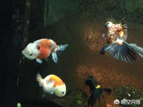 90魚缸養金魚能養幾條：金魚養殖注意事項金魚養殖需要注意以下幾點