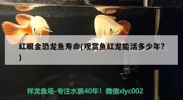 鐵嶺龍魚vs鐵嶺水族批發市場vs鐵嶺水族館vs鐵嶺魚缸批發市場vs祥龍魚場：鐵嶺水族批發市場價格對比