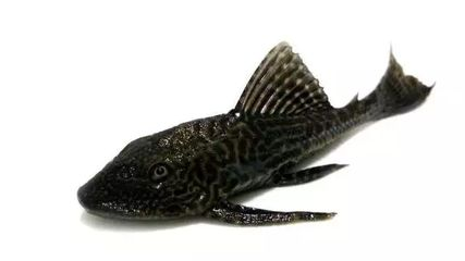 2米魚缸多厚玻璃最好：自制魚缸玻璃厚度選擇