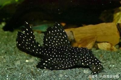 2米魚缸多厚玻璃最好：自制魚缸玻璃厚度選擇