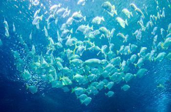 水族館游玩時間：水族館游玩時間的選擇與規劃