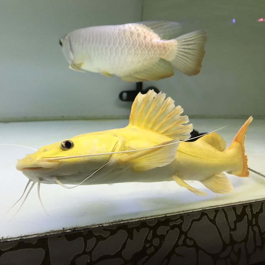 黃金貓魚(yú)《秋刀魚(yú)在日本非常受歡迎》 黃金貓魚(yú)百科 第3張 黃金貓魚(yú)《秋刀魚(yú)在日本非常受歡迎》 黃金貓魚(yú)《秋刀魚(yú)在日本非常受歡迎》 黃金貓魚(yú)百科 第3張