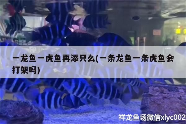 一龍魚一虎魚再添只么(一條龍魚一條虎魚會(huì)打架嗎)