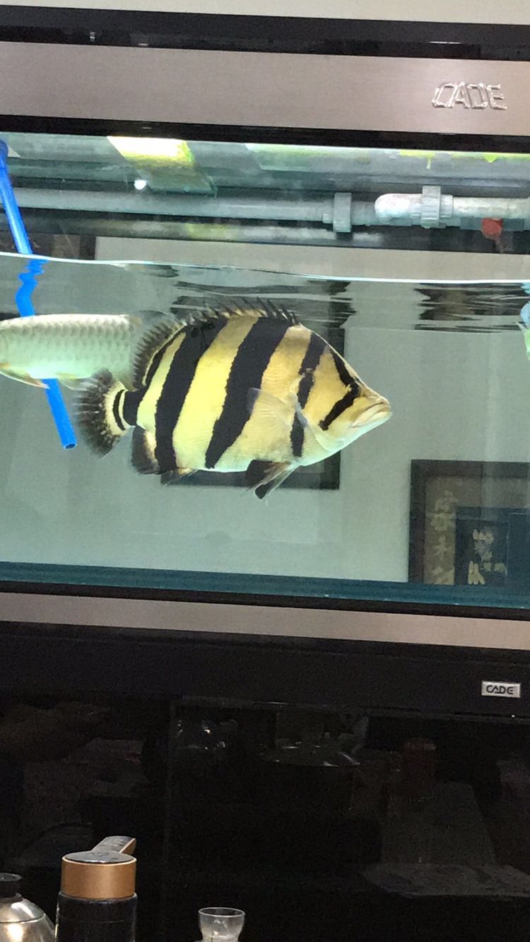 換水一張流 換水一張流 黃金貓魚百科 第2張