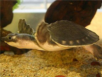 豬鼻龜主食：豬鼻龜吃什么你知道嗎？