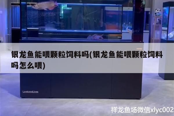 銀龍魚能喂顆粒飼料嗎(銀龍魚能喂顆粒飼料嗎怎么喂)