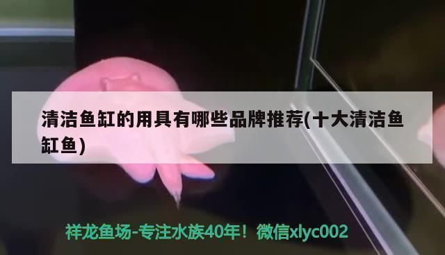 大同龍魚vs大同水族批發市場vs大同水族館vs大同魚缸批發市場vs祥龍魚場：大同水族市場與祥龍魚場的區別