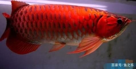 大湖紅龍是辣椒紅龍血紅龍：大湖紅龍、辣椒紅龍和血紅龍有什么區(qū)別？ 大湖紅龍是辣椒紅龍血紅龍：大湖紅龍、辣椒紅龍和血紅龍有什么區(qū)別？ 大湖紅龍魚百科 第4張
