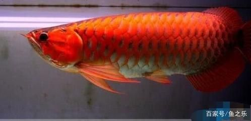 大湖紅龍是辣椒紅龍血紅龍：大湖紅龍、辣椒紅龍和血紅龍有什么區(qū)別？ 大湖紅龍是辣椒紅龍血紅龍：大湖紅龍、辣椒紅龍和血紅龍有什么區(qū)別？ 大湖紅龍魚百科 第5張