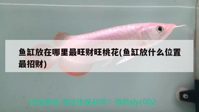 龍的起源與傳說，藍(lán)色龍圖案的水在地下混合在地下混合在地下混合在一起 龍的起源與傳說，藍(lán)色龍圖案的水在地下混合在地下混合在地下混合在一起 黃金貓魚百科 第2張