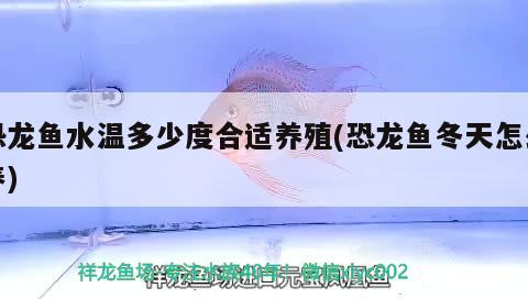 龍的起源與傳說，藍(lán)色龍圖案的水在地下混合在地下混合在地下混合在一起 龍的起源與傳說，藍(lán)色龍圖案的水在地下混合在地下混合在地下混合在一起 黃金貓魚百科 第4張