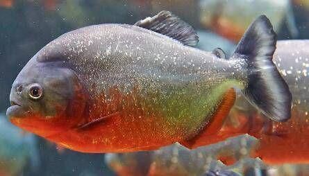 亞馬遜河魚類生態位分布，亞馬遜河的魚類生態位分布