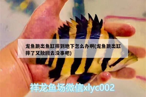 龍魚摔在地上礙事嗎vs祥龍魚場(chǎng)：龍魚摔在地上是否會(huì)影響其健康