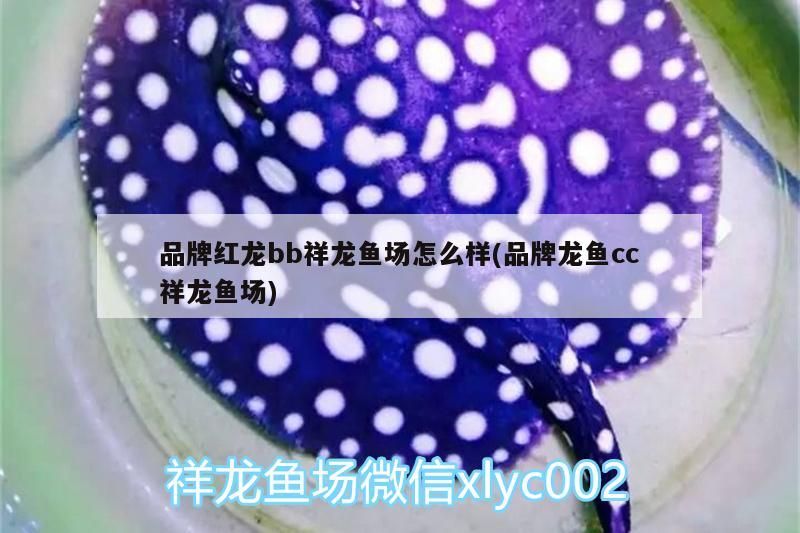 品牌紅龍bb祥龍魚場怎么樣(品牌龍魚cc祥龍魚場)