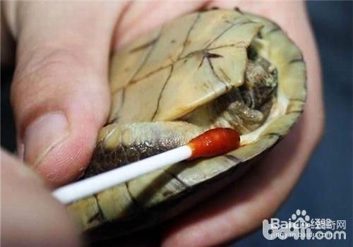 豬鼻龜腐甲的原因：豬鼻龜爛甲是什么原因 豬鼻龜腐甲的原因：豬鼻龜爛甲是什么原因 豬鼻龜百科 第5張