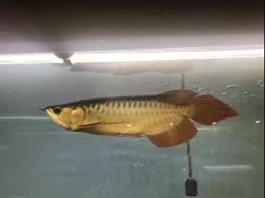 虎魚可以養(yǎng)兩條嗎風(fēng)水好嗎：在探討虎魚養(yǎng)兩條的風(fēng)水是否吉利時(shí)