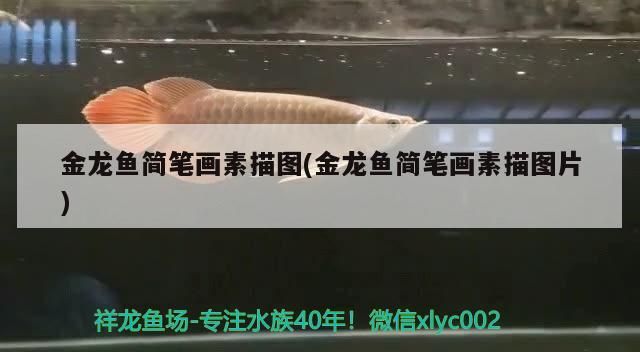 金龍魚簡筆畫素描圖(金龍魚簡筆畫素描圖片) 金龍魚簡筆畫素描圖(金龍魚簡筆畫素描圖片) 黃金貓魚百科 第3張