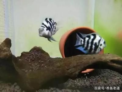 鸚鵡魚和虎皮魚：鸚鵡魚和虎皮魚可以與其他觀賞魚混養(yǎng)但需要注意的是