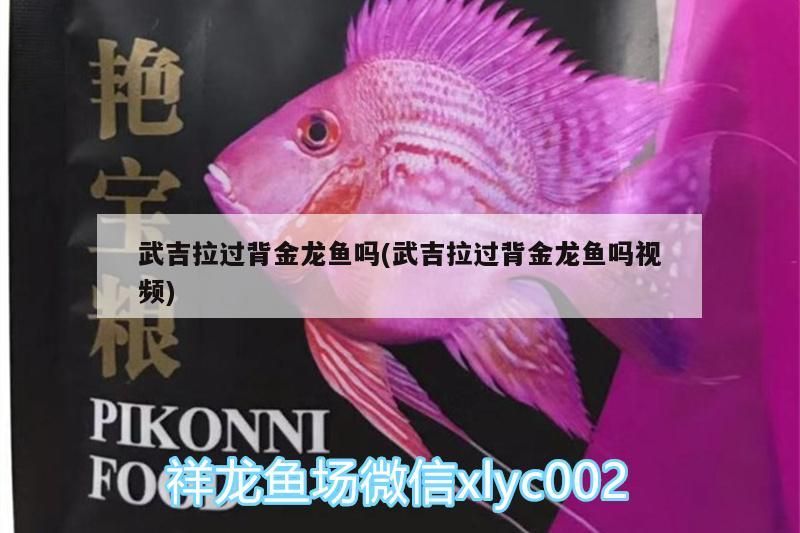 武吉拉過背金龍魚嗎(武吉拉過背金龍魚嗎視頻) 武吉拉過背金龍魚嗎(武吉拉過背金龍魚嗎視頻) 金龍魚百科 第3張