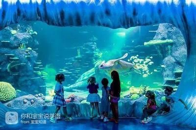 在水族館的英語：全球著名水族館排名,水族館設(shè)計(jì)的創(chuàng)新趨勢創(chuàng)新趨勢 在水族館的英語：全球著名水族館排名,水族館設(shè)計(jì)的創(chuàng)新趨勢創(chuàng)新趨勢 水族館百科（水族館加盟） 第4張