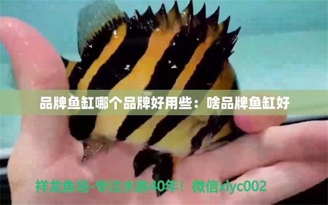 金龍魚缸什么牌子好一點耐用又實惠的，金龍魚缸品牌推薦