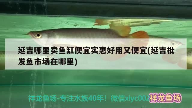 延吉哪里賣魚缸便宜實惠好用又便宜(延吉批發魚市場在哪里)