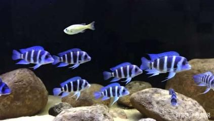 水族館常見觀賞魚介紹（斗魚的種類有哪些？） 水族館常見觀賞魚介紹（斗魚的種類有哪些？） 水族館百科（水族館加盟） 第3張