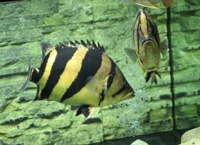 水族館常見觀賞魚介紹（斗魚的種類有哪些？） 水族館常見觀賞魚介紹（斗魚的種類有哪些？） 水族館百科（水族館加盟） 第5張