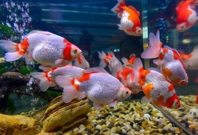 水族館常見觀賞魚介紹（斗魚的種類有哪些？） 水族館常見觀賞魚介紹（斗魚的種類有哪些？） 水族館百科（水族館加盟） 第4張
