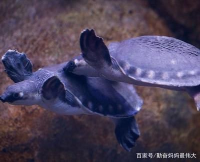 豬鼻龜的生長速度是多少：豬鼻龜活多久能長大成型(-龍魚批發豬鼻龜生長速度