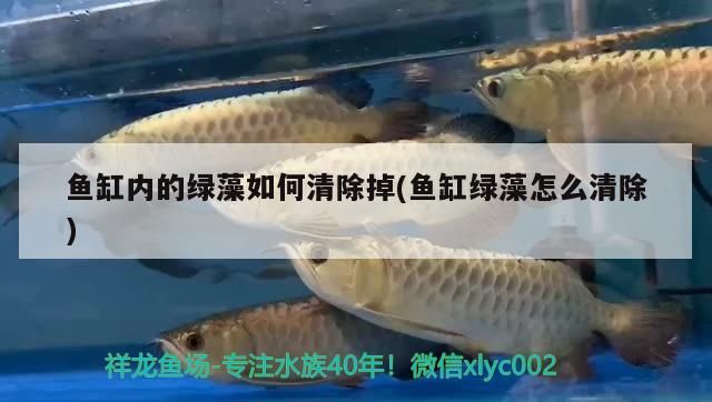 魚缸內的綠藻如何清除掉(魚缸綠藻怎么清除) 錦鯉魚百科 第2張 魚缸內的綠藻如何清除掉(魚缸綠藻怎么清除) 魚缸內的綠藻如何清除掉(魚缸綠藻怎么清除) 錦鯉魚百科 第2張