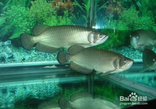 星點(diǎn)金龍魚日常管理技巧：星點(diǎn)金龍魚的養(yǎng)護(hù)需要關(guān)注水溫、水質(zhì)、喂食和環(huán)境穩(wěn)定性