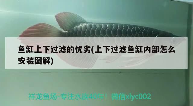 龍魚缸上過濾好不好呢,龍魚缸上過濾系統(tǒng)優(yōu)缺點 魚缸百科 第4張 龍魚缸上過濾好不好呢,龍魚缸上過濾系統(tǒng)優(yōu)缺點 龍魚缸上過濾好不好呢,龍魚缸上過濾系統(tǒng)優(yōu)缺點 魚缸百科 第4張