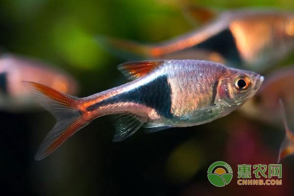 魚缸能一直不換水嗎，如何維護魚缸生態(tài)系統(tǒng)的選購指南 魚缸能一直不換水嗎，如何維護魚缸生態(tài)系統(tǒng)的選購指南 魚缸百科 第4張