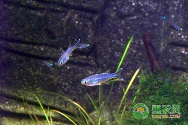 魚缸能一直不換水嗎，如何維護魚缸生態(tài)系統(tǒng)的選購指南 魚缸能一直不換水嗎，如何維護魚缸生態(tài)系統(tǒng)的選購指南 魚缸百科 第6張