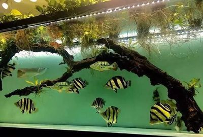 蘇虎苗高溫下的飼養技巧，蘇虎苗在高溫下的飼養技巧