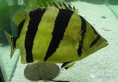 虎魚為什么會變色：虎魚為什么變色