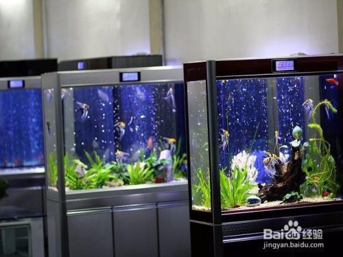 魚缸擺放位置哪里招財，如何根據生肖選魚缸位置 魚缸擺放位置哪里招財，如何根據生肖選魚缸位置 魚缸百科 第6張