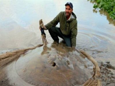 魟魚死亡之前脫便：魟魚在死亡之前脫便的具體原因