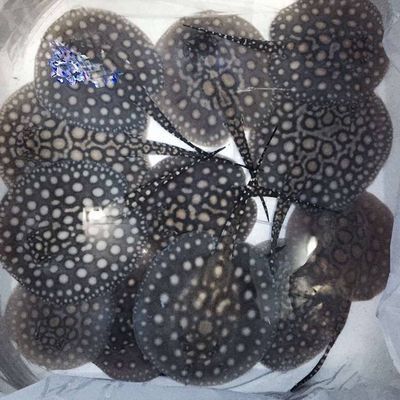 魟魚溫度31度：魟魚的適宜水溫