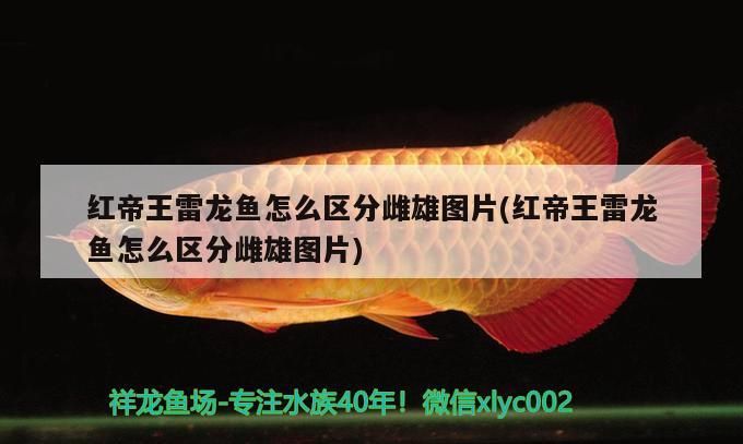 紅帝王雷龍魚怎么區分雌雄圖片(紅帝王雷龍魚怎么區分雌雄圖片)