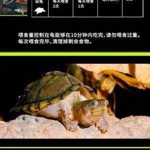 豬鼻龜成體多大：豬鼻龜最大體型圖片大全