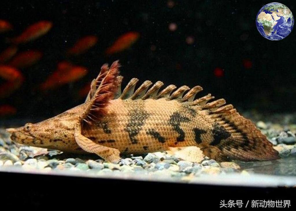 觀賞魚活化石（觀賞魚活化石是一些古老外貌和生存方式的觀賞魚活化石）