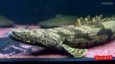 觀賞魚活化石（觀賞魚活化石是一些古老外貌和生存方式的觀賞魚活化石） 觀賞魚活化石（觀賞魚活化石是一些古老外貌和生存方式的觀賞魚活化石） 觀賞魚百科 第4張