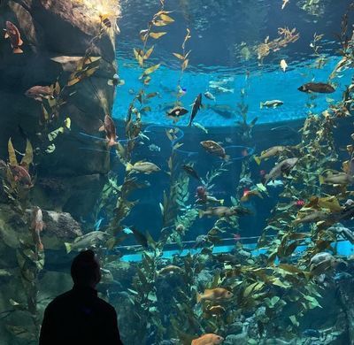 開一家水族館要收多少稅費(fèi)（開一家水族館需要支付的稅費(fèi)包括營業(yè)執(zhí)照費(fèi)、衛(wèi)生許可證費(fèi)等）