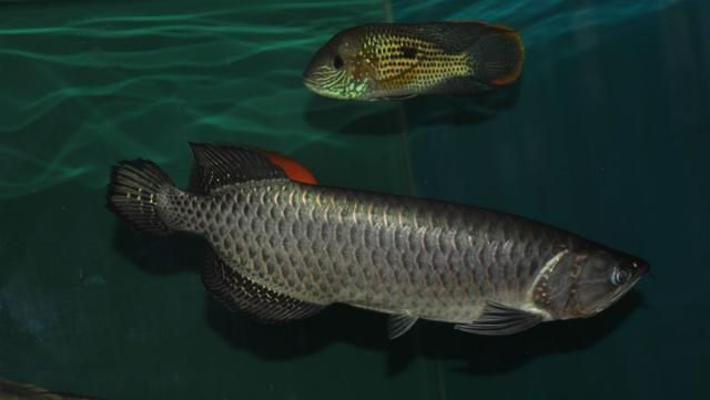 銀龍和金龍魚哪個好養一點(金龍魚和銀龍魚哪個好養)