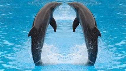 開一家水族館需要些什么東西和手續呢（開一家水族館需要什么材料）