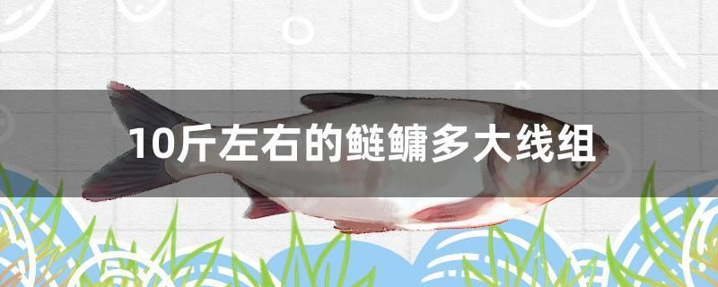 10斤左右的鰱鳙多大線組