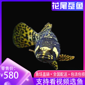 詳細(xì)閱讀:印尼大湖龍魚(yú)是怎樣的生活環(huán)境呢視頻(印尼大湖紅龍品質(zhì)怎么樣) 印尼大湖龍魚(yú)是怎樣的生活環(huán)境呢視頻(印尼大湖紅龍品質(zhì)怎么樣)